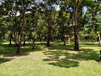 Trees in park