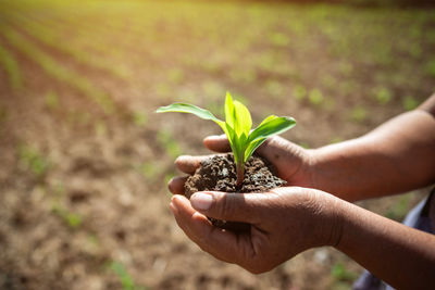 Close-up of hand holding plant