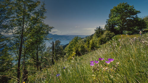 Purple flowering plants on land against sky