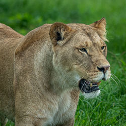 A beautiful lioness portrait of her watching another lion which came close to where she is standing