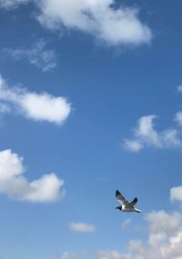 Low angle view of seagull flying in sky