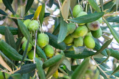 Close-up of fruits growing on tree