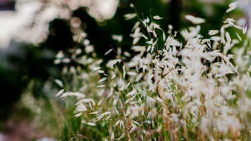 Close-up of plant against white background