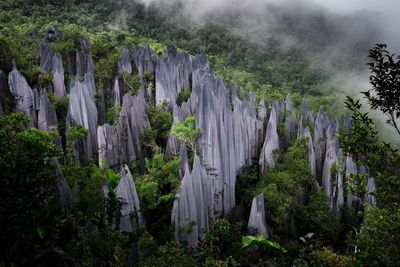Panoramic view of trees in forest