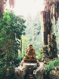 Plants growing on rocks