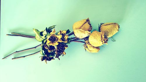 Close-up of wilted plant against white background