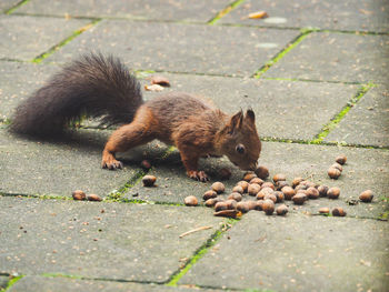 View of squirrel on footpath