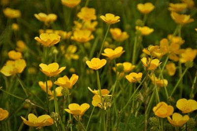 Close-up of yellow flowering plants on field