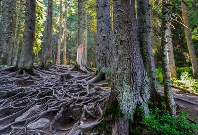 Trees in forest