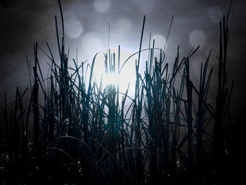 Close-up of grass against sky at night