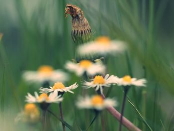 Close-up of honey bee on flower