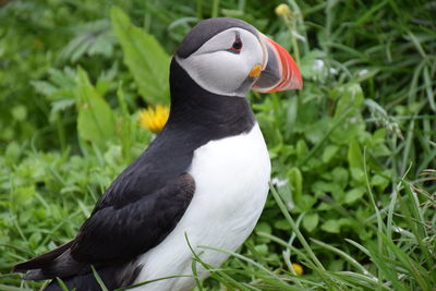 Close-up of puffin