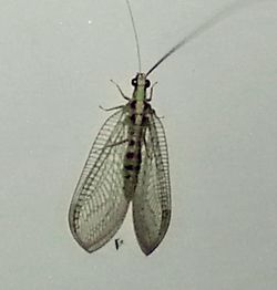 insect