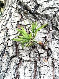 Close-up of tree trunk