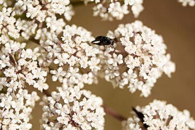 Close-up of bee pollinating flower