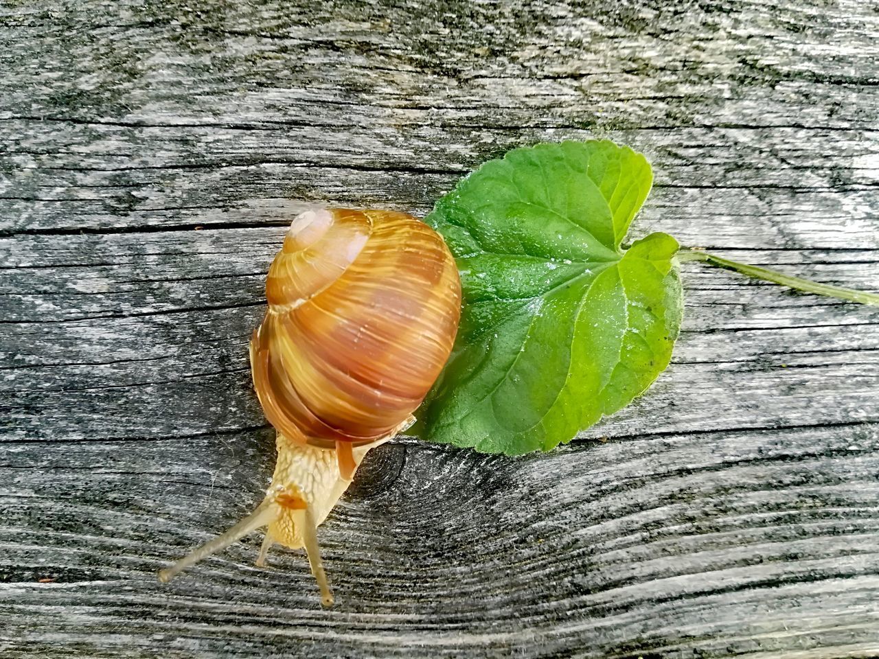 HIGH ANGLE VIEW OF LEAVES ON WOOD