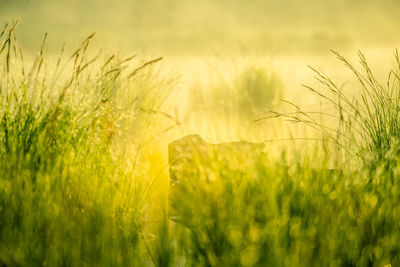 A beautiful spring sunrise mist over the flooded wetlands. warm spring scenery of swamp with grass.