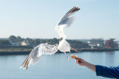 Close-up of seagull flying against sky