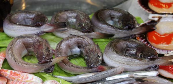 Close-up of fish for sale in plate