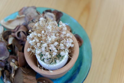 High angle view of flowers on table