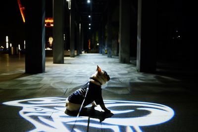 Cat looking away while sitting on illuminated street at night
