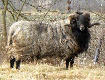 Sheep grazing on field