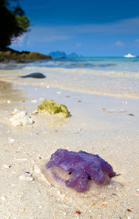 Close-up of crab on beach against sky