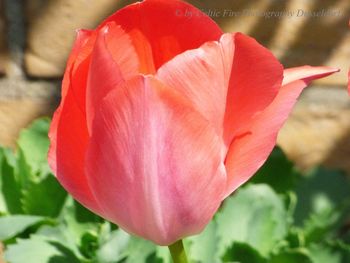 Close-up of red rose