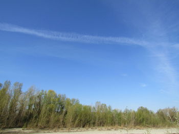 Trees on field against blue sky