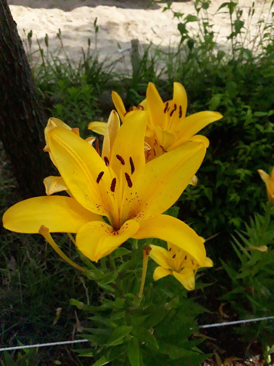 yellow, plant, flower, flowering plant, beauty in nature, freshness, growth, flower head, fragility, nature, petal, lily, inflorescence, close-up, daylily, no people, leaf, outdoors, day, botany, springtime, wildflower, blossom, focus on foreground