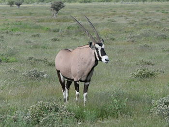 Horse standing in a field