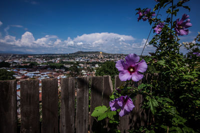 Close-up of pink flowering plants by fence against sky