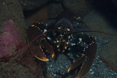 High angle view of crab in sea