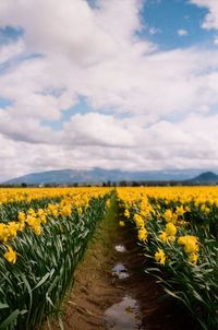 Scenic view of oilseed rape field against sky