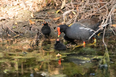 Ducks swimming in lake