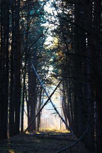 Trees in forest during autumn