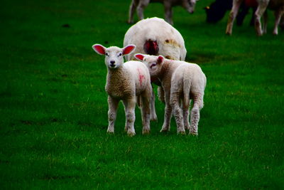 Sheep in a field