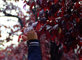 Midsection of person holding autumn leaves