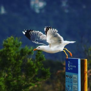 Seagull flying