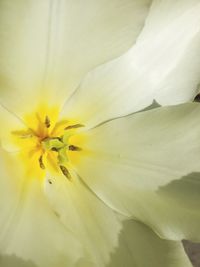 Macro shot of yellow flower