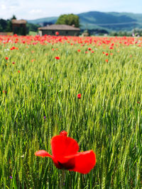 Red poppy flowers on field