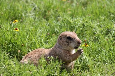 Side view of an animal on grass