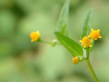 Close-up of yellow flowering plant