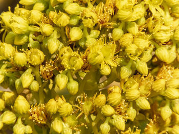 Full frame shot of yellow flowering plants