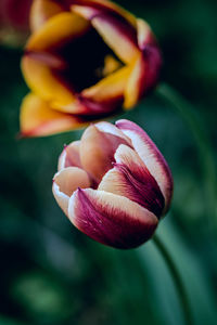 Close-up of flower