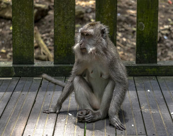 Monkey sitting on wood in zoo