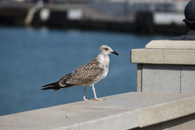 Seagull perching on retaining wall