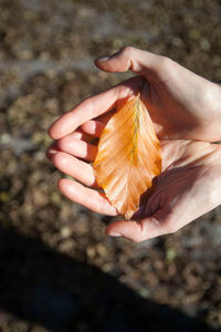 Person holding brown leaf in their hands, on a sunny autumn day
