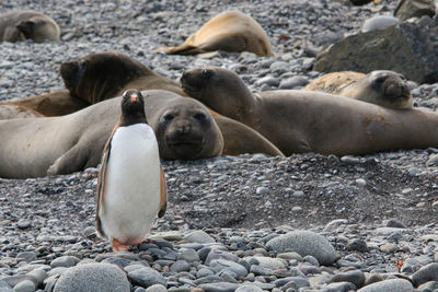 Close-up of seal at beach