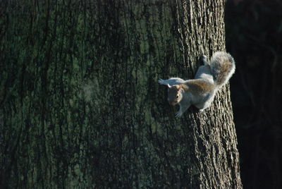 Squirrel on tree trunk